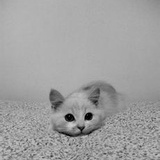 lucy