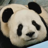 甜心小酪热美式