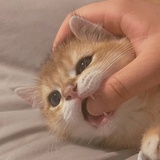一个小杯子