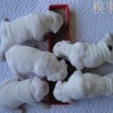 尘埃落定