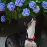 cuteflower