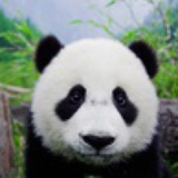 狼月泪