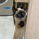 秦小呆要改个名