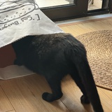 月球百香果