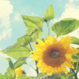 芝吱吱吱