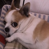 王组咸
