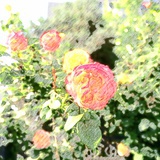 amberlgg