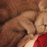 想象中的 ~p梆梆