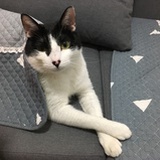阿喵