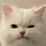 小狗汪汪最可愛