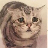 六六