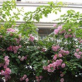 云想衣裳花想容