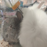天使眼泪