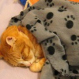 睡觉觉的小猫猫