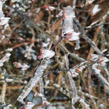 雪中杯酒欢