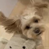 Harper