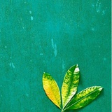 Youth