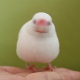 月与六元