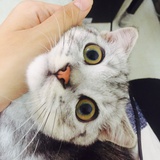 养只猫儿叫芋头