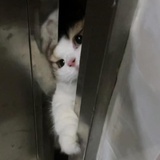 农得鹿来农梦鱼