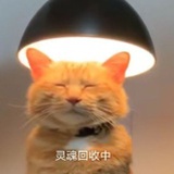 妖怪不吃肉
