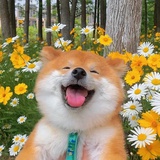 🌻🐶🌻