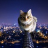 妖孽Cat