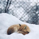 许闲闲