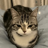 杏色板栗仁