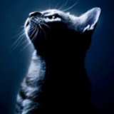 猫吃鱼