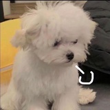 傻瓜式傻瓜