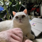自挂东南枝