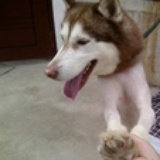 MATISWEI