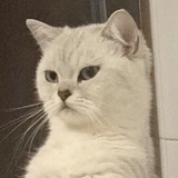 家有二喵