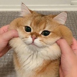 清歌