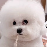 祖祖Zuzu