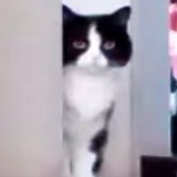 流浪的大头猫