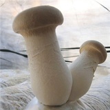 菌芝士