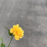 爱生活爱喵喵