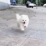 阿楠mini