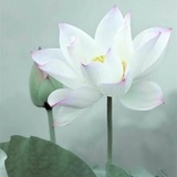 一蓑烟雨