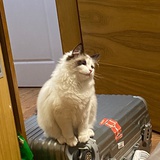 张大大