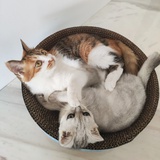 粉粉碎