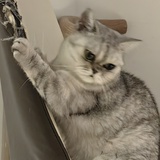 是咩的猫一只