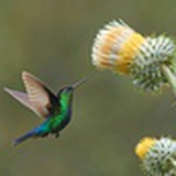 爱迟到的小熊猫