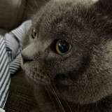 CHAORR