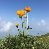 艾斯博格