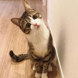 嘻嘻