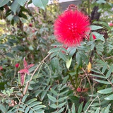 Robinshen慎