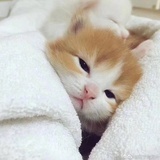 黄小软